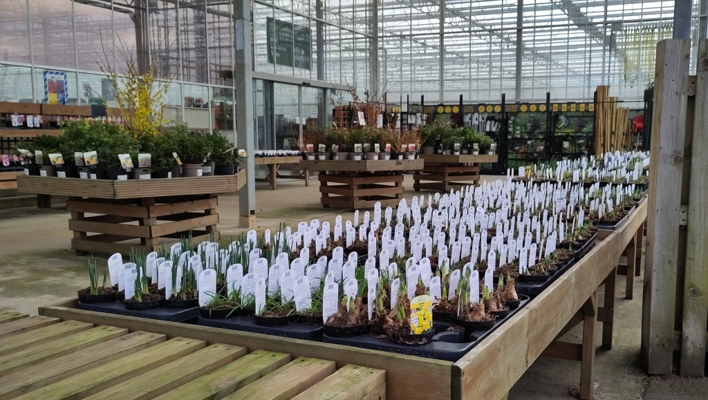 Scene at a plant nursery. In the foreground, plastic pots on the low wooden table, each with a small plant and bigger plastic label sticking out of the earth. In the distance, bigger plants and the glass and metal frame of a large greenhouse